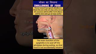 swallowing process animationswallowing epiglottisखाना कैसे निगलते है shorts viral trending how [upl. by Joab]