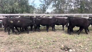 Schiavello Pty Ltd AugSep 23 Drop Heifers [upl. by Perceval]