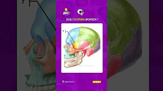 Quiz de anatomia  Suturas do Crânio 1 [upl. by Reni542]