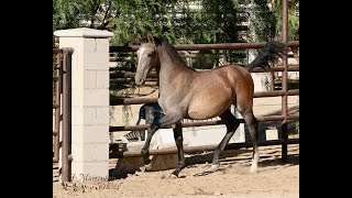 Available  quotLoki Moonquot 2024 Grey PRE colt [upl. by Hoehne]