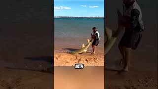 Man helps sawfish back into the sea ❤️ shorts [upl. by Con888]