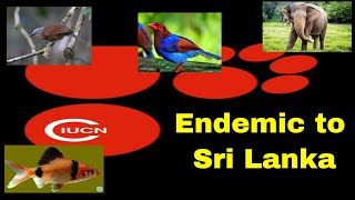 endemic animals of sri lanka  alu demalichcha  kahi bella  elephant  bandula pethiya  part 01 [upl. by Ahsenre]