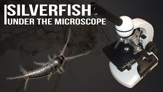 Silverfish under the microscope [upl. by Alyakcim]