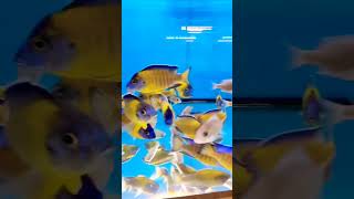 RAJAN AQUAFARM CICHLIDS KING MAKER TUTICORIN PH9486484789 WHATSAPP aquariumhobby [upl. by Jacobsohn308]