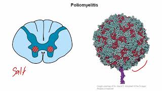 Neurology Anatomy and Physiology Part 8  Spinal Nerves Spinal CordsLower Extent [upl. by Katya388]