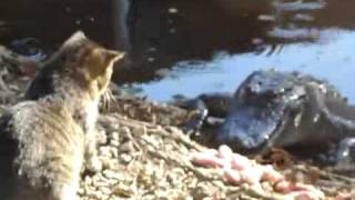 Animal Clip Of The Week Cat Fights Off Alligator [upl. by Fanny]