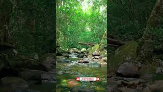 Reduce Stress With Babbling Brook Sounds naturesounds for sleeping  Full 10 Hour video [upl. by Grof]