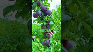 Cherry and Peach Fruit cutting so juicy 😍🥰🍒🍑🥝🍓🫐🍇163shorts fruit naturelife [upl. by Irpac]