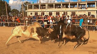 Smot vs Rngiem  Iatur masi  Iadaw Masi  Bullfight [upl. by Ivah991]