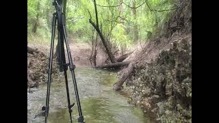 Chitty Bend East Distributary Withlacoochee River 20230715 [upl. by Helms]