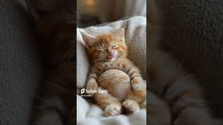 funny cute animals funny cute pets kitten viralvideo animallover petlovers shorts meow [upl. by Longmire]