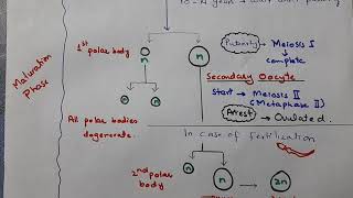 OogenesisBiology ChapterReproduction Class12 [upl. by Baynebridge]