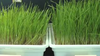 Eliminating Mold in Wheatgrass [upl. by Stortz713]