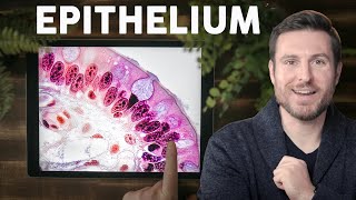 Epithelial Tissue Histology Explained for Beginners  Corporis [upl. by Assek428]