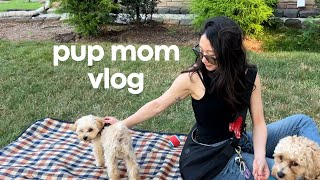 Puppy Mom VLOG  birthday pawty facing fears being a menace [upl. by Enalda]