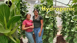 HYDROPONIC FARMINGMaximazing space and increasing the quantity of your harvestOrganic farming [upl. by Philomena118]