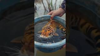 The giant tiger fish facts shorts [upl. by Perusse448]