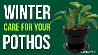 How To Care For Your Pothos Plant During The Winter [upl. by Merceer307]