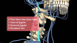 Head and Thorax Venous System [upl. by Conners457]