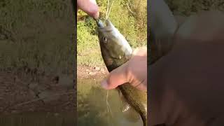 FFS River Bass fishing bassfishing fishingvideo [upl. by Otha]