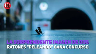 La sorprendente imagen de dos ratones quotpeleandoquot gana concurso [upl. by Hunter121]