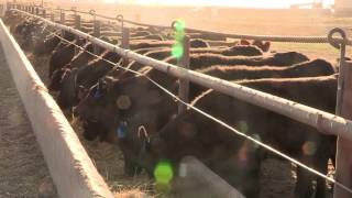 I Am Angus University of Nebraska Feedyard Management Internship Program [upl. by Crandell161]