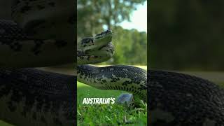 Top 10 Deadliest Snakes in the World 🐍 VenomousCreatures NatureDocumentary youtubeshorts fypシ゚ [upl. by Cordle709]