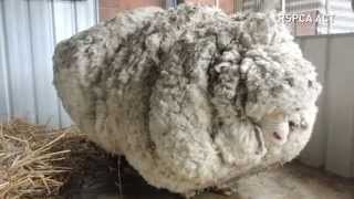 Overgrown sheeps life is saved after 40kg of wool is removed [upl. by Keifer7]