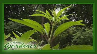 Medicinal Herbs Lisas Greenhouse amp Gardens  Volunteer Gardener [upl. by Ahsetal777]