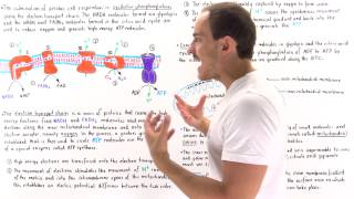 Introduction to Oxidative Phosphorylation [upl. by Marielle]