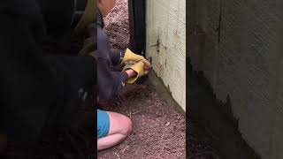 Homeowner Rescues Baby Raccoons Trapped Inside Her Walls [upl. by Anabella858]