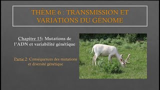 Chapitre 15  Partie 2 Conséquences des mutations et diversité génétique [upl. by Hahsi]