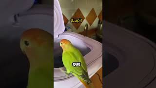 Pajaro se lanza a una Lavadora funcionando [upl. by Edea424]