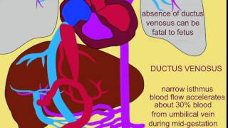 FETAL CIRCULATION 2 DUCTUS VENOSUS [upl. by Rosa]