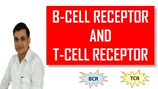 Structure of B and T cell Receptor [upl. by Donavon147]