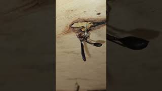 how my pet thread waisted wasp starts to build a nest using saliva woodfibre mixchicks soundsviral [upl. by Mulac]