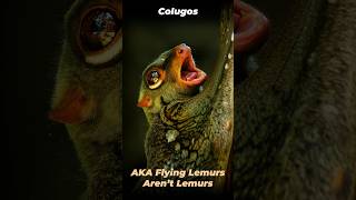 Amazing Facts About Flying Lemurs  The Colugo ytshorts shortvideo shorts [upl. by Eedeed]