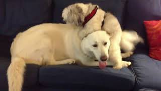 Dog Humping Face Compilation  Dog Humps His Own Face [upl. by Donetta299]