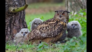 The Return of the Eagle Owl Bubo bubo  BBC Natural World [upl. by Biddy47]