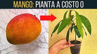 Fai nascere una pianta di mango🥭 con questo trucco  Food Stories [upl. by Yrrat961]