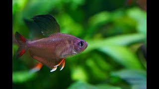 Male Rosy Tetras FULL FLARE Hyphessobrycon rosaceus [upl. by Ewen574]