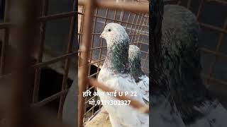 Rampuri chini kabutar trending pigeon kabutar [upl. by Mohandas]