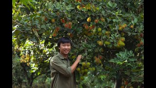 Harvest rambutan prepare delicious dishes from rambutan  Ep16 [upl. by Fancie318]