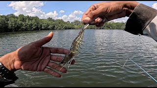 umpan besar  ikan besar [upl. by Vander]