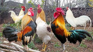 Full Rooster crowing compilation  Rooster Sound  Rooster Sound Effect  Rooster Crowing [upl. by Froehlich]