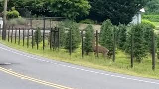 Deer jumping fence at work [upl. by Adnara]