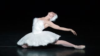 The Dying Swan – Natalia Osipova The Royal Ballet [upl. by Colleen777]