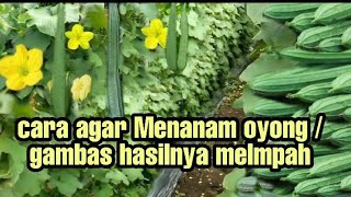 Cara Menanam Gambas  Oyong Dengan Hasil Yang Melimpah  luffa plant [upl. by Hassin813]