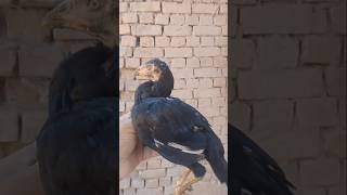 Three months aseel chick chicksgrowthdaybyday aseelchick aseel 🐥🖤  USAMA BHAI VLOGS 👍💯😎😎 [upl. by Care]