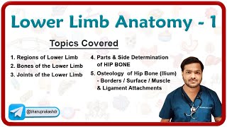 Lower Limb Anatomy  Osteology of the Hip Bone 🦴🦵 [upl. by Lehte]